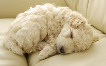 Картинка животные собаки