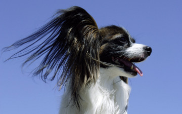 Картинка животные собаки