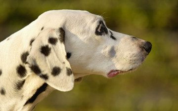 Картинка животные собаки