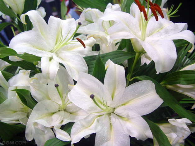 Обои картинки фото цветы, лилии, лилейники