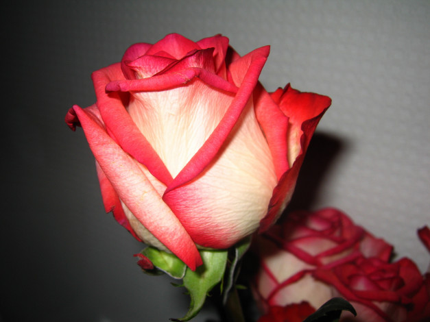 Обои картинки фото цветы, розы