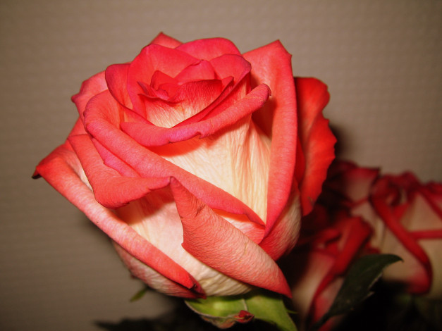 Обои картинки фото цветы, розы