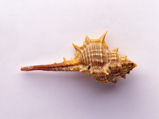 Обои картинки фото разное, ракушки, кораллы, декоративные, spa, камни