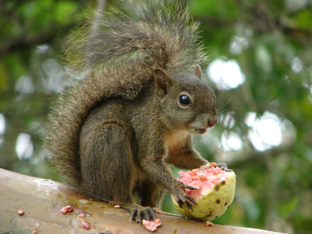 Обои картинки фото животные, белки