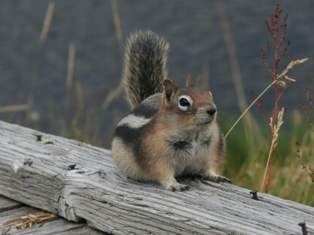Обои картинки фото животные, бурундуки