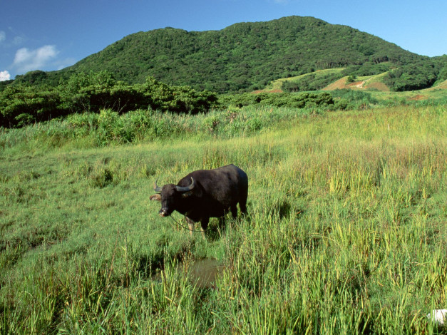 Обои картинки фото животные, коровы, буйволы