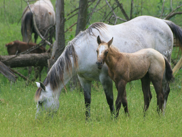 Обои картинки фото животные, лошади