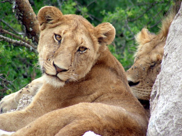 Обои картинки фото животные, львы