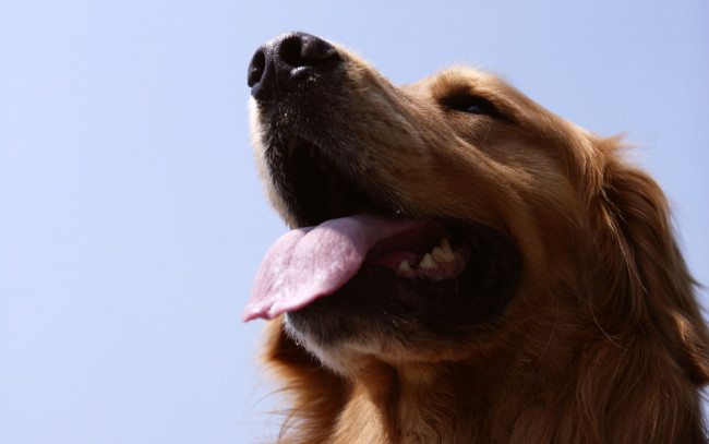 Обои картинки фото животные, собаки