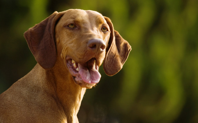 Обои картинки фото животные, собаки