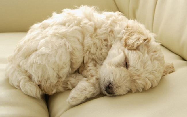 Обои картинки фото животные, собаки