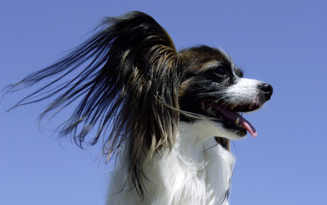 Обои картинки фото животные, собаки