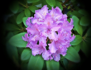 Картинка цветы рододендроны азалии листья тёмный