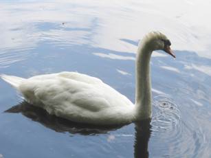 Картинка животные лебеди вода