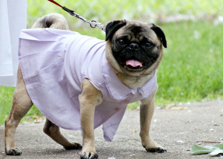 Картинка животные собаки платье мопс