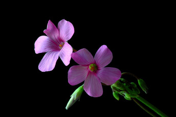 Картинка цветы сиреневый