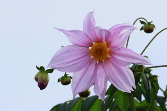 Картинка цветы георгины листья лепестки