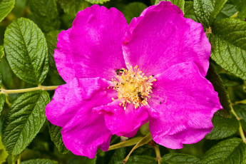 Картинка цветы шиповник листья