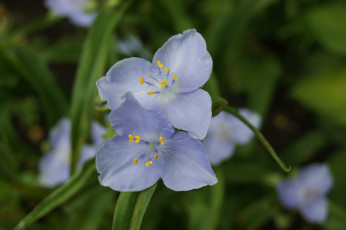 Картинка цветы традесканции зеленый фон