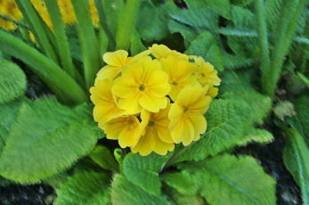 Картинка цветы примулы листья