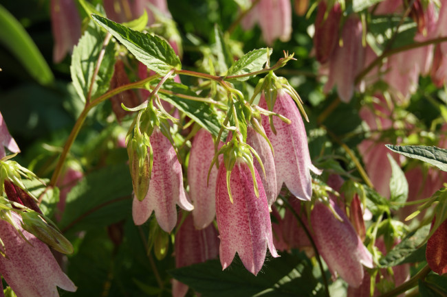 Обои картинки фото цветы, колокольчики