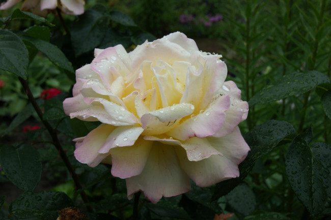 Обои картинки фото цветы, розы, зеленый, фон