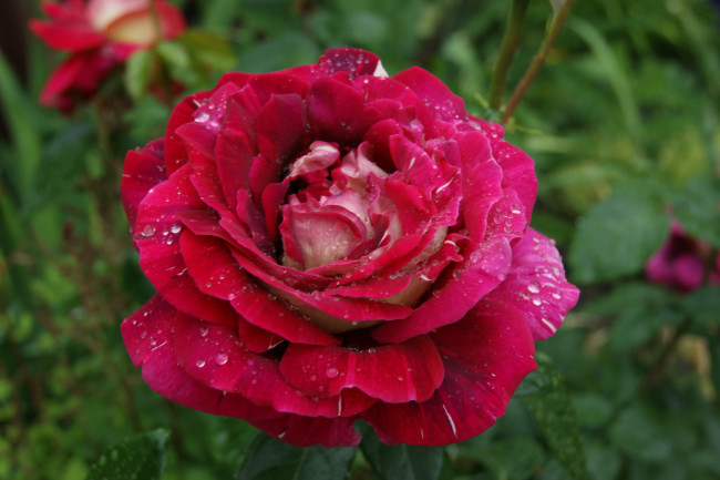 Обои картинки фото цветы, розы, зеленый, фон