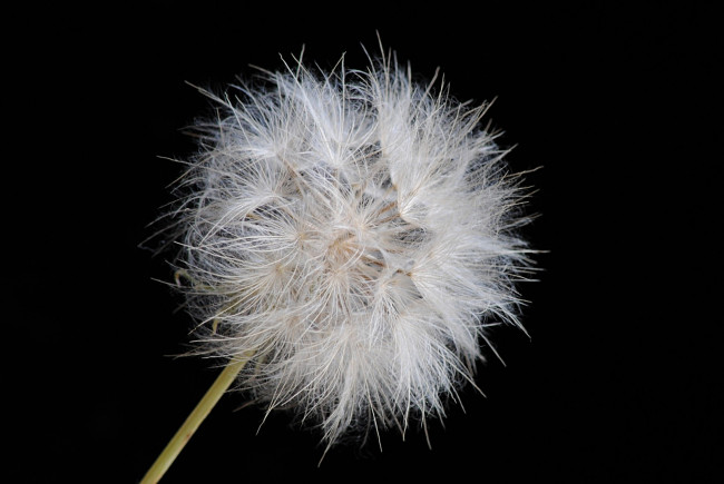 Обои картинки фото цветы, луговые, полевые, фон, тёмный