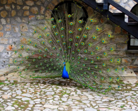 Картинка животные павлины павлин