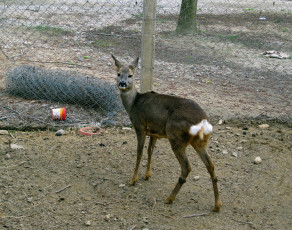 Картинка животные олени олень