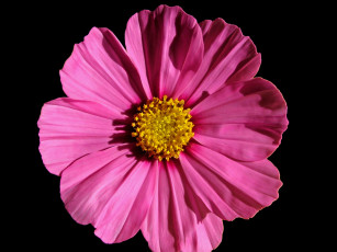 Картинка цветы космея лепестки