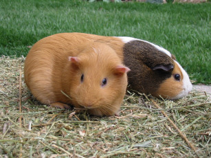 Картинка морские свинки животные хомяки сено трава две