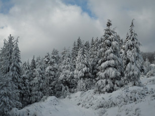 Картинка природа зима ели снег