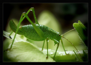 Картинка животные кузнечики саранча