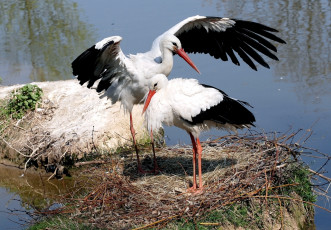 Картинка животные аисты черно-белый крылья танец пара