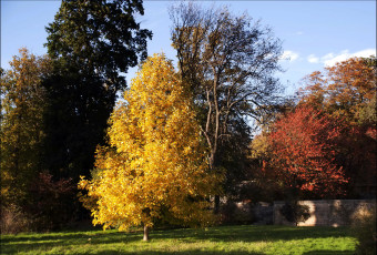 Картинка природа деревья осень