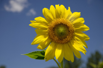 Картинка цветы подсолнухи подсолнух