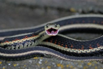 Картинка животные змеи питоны кобры чешуя пасть