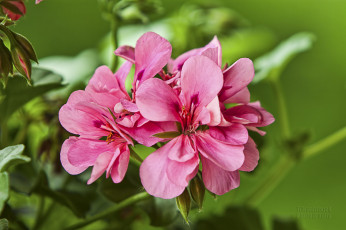 Картинка цветы герань бутоны