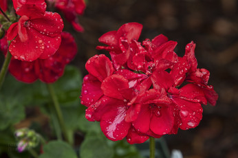 Картинка цветы герань бутоны