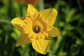 Картинка цветы нарциссы лепестки