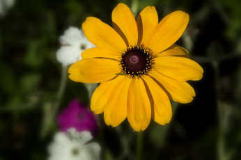 Картинка цветы рудбекия бутоны