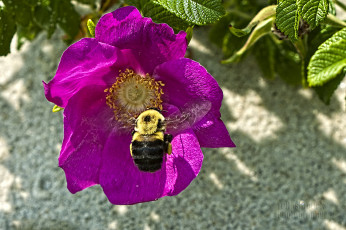 Картинка цветы шиповник лепестки