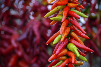 Картинка еда перец связка чили