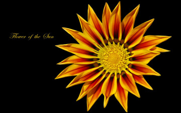 Картинка цветы газания лепестки