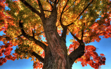 Картинка природа деревья дерево