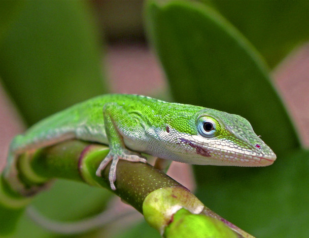 Обои картинки фото животные, Ящерицы, игуаны, вараны, ящерица