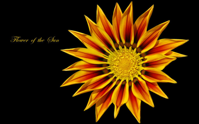 Обои картинки фото цветы, газания, лепестки