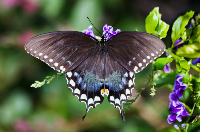 Обои картинки фото животные, бабочки, крылья