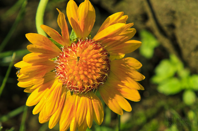 Обои картинки фото цветы, гайлардии, гелениумы, бутоны